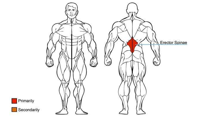 Wholesale Lower Back Fitness Machine